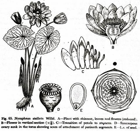 Nymphaea Stellate