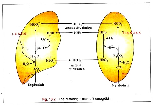 Buffering Action of Hemoglobin