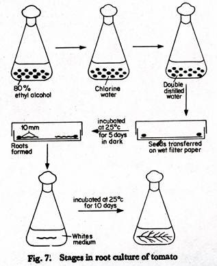 Stages in Root Culture of Tomato