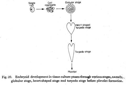 Embryoid Development in Tissue Culture