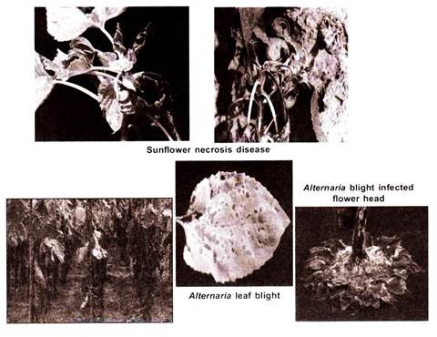  Sunflower Necrosis Disease 