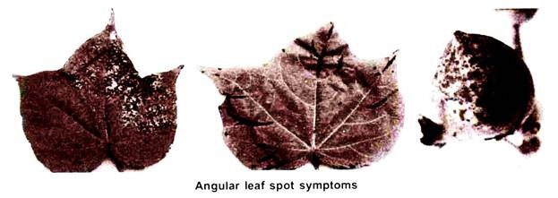 Angular Leaf Spot Symptoms