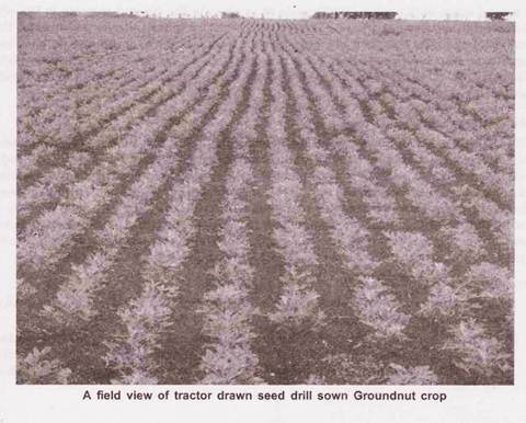 Field View of Tractor Drawn Seed Drill Sown Groundnut Crop