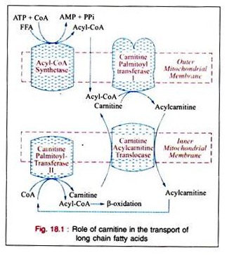 Role of Carnitine