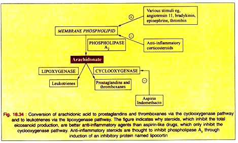 Conversion of Arachidonic Acid