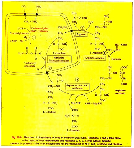 Reaction of Biosynthesis of Urea