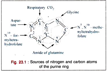 Sources of Nitrogen and Carbon atoms of the purine ring