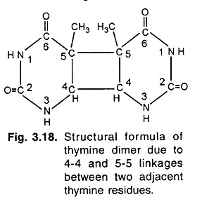 Structural Formula of Thymine Dimer