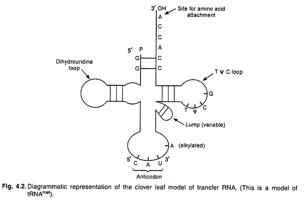 Clover Leaf Model of Transfer RNA