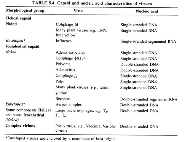 Capsid and Nucleic Acid Characteristics of Viruses