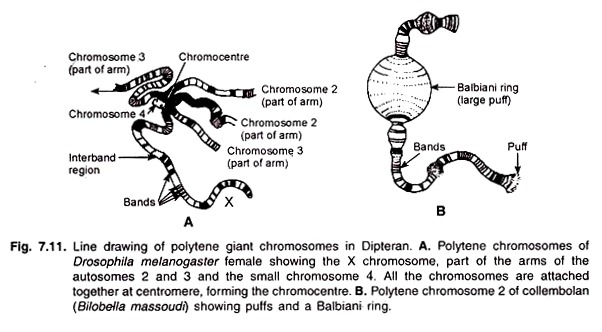 Line Drawing of Polytene Giant Chromosomes in Dipteran