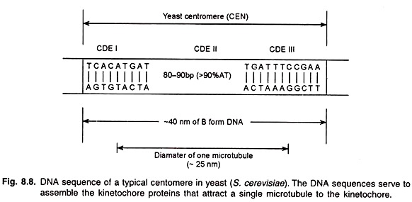 DNA Sequence of a Typical Centomere in Yeast