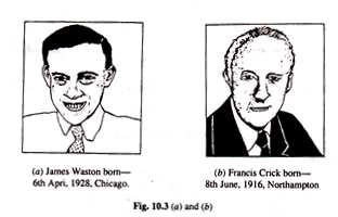 James Waston Born and Francis Crick Born