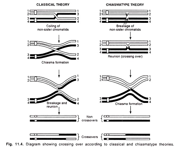 Crossing Over According to Classical and Chiasmatype Theories