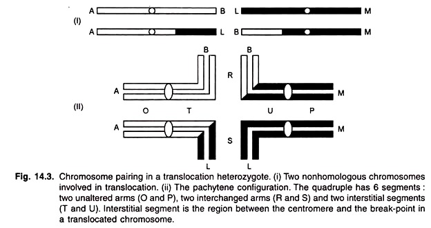 Chromosome Pairing in a Translocation Heterozygote