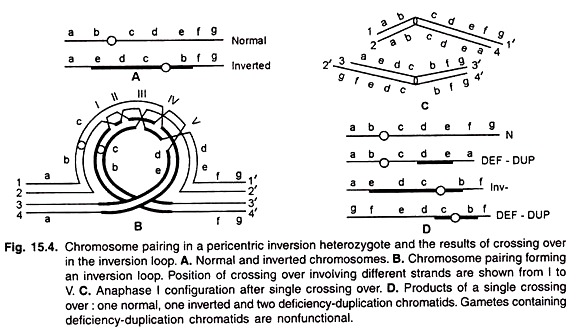 Chromosome Pairing in a Pericentric Inversion