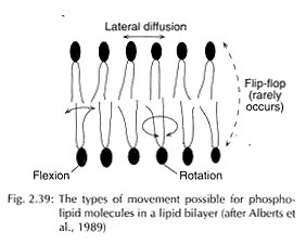 Types of movement possible for phospho-lipid molecules in a lipid bilayer