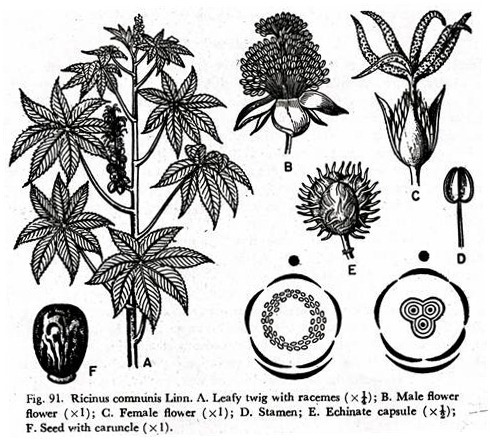 Ricinus cmmmmnunis Linn