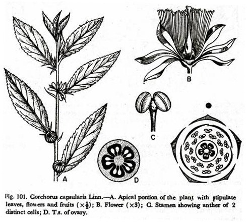 Corchorus capsularis