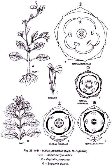 Scoparia dulcis