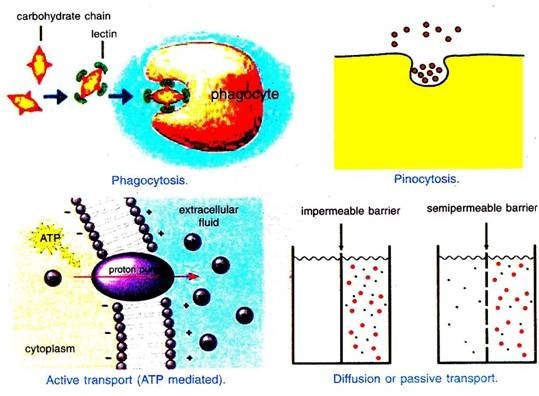 Cytoplasmic Inclusions