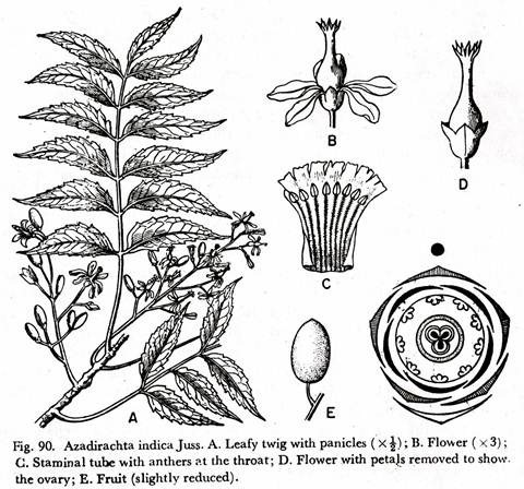 Azadirachta indica Juss