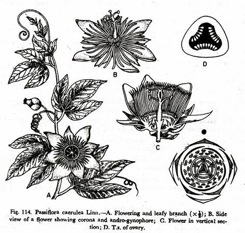 Passiflora caerulea Linn