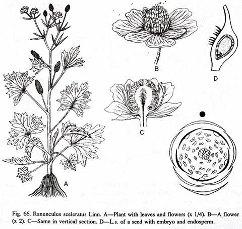 Ranunculus Sceleratus Linn 