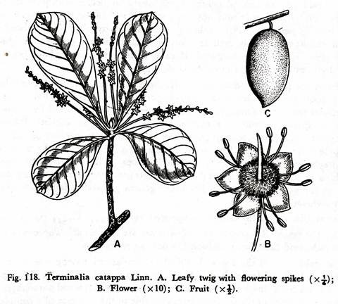 Terminalia catappa Linn