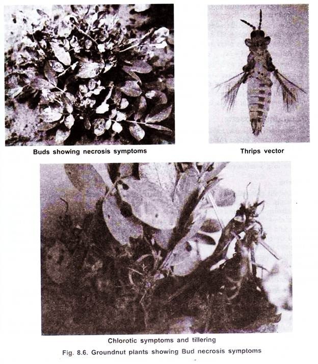 Groundnut plants showing bud necrosis symptoms