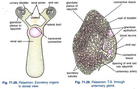 Terminalia bellirica Roxb