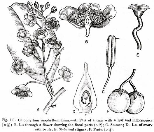 Calophyllum inophyllum Linn 