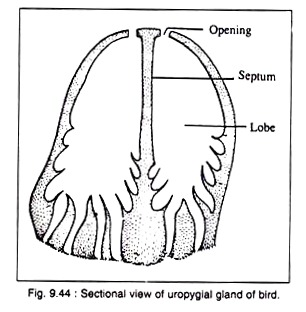 Sectional View of Uropygial Gland of Bird