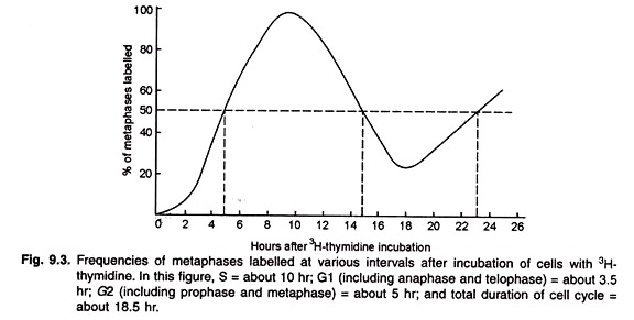 Frequencies of Metaphases