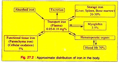 Approximate Distribution of Iron in the Body