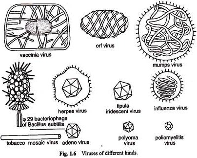 Viruses of Different Kinds