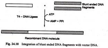 Integration of Blunt Ended DNA Fragments with Vector DNA