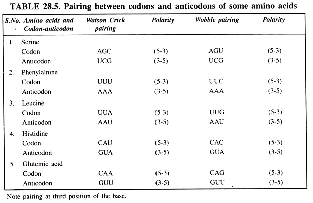 Pairing between Codons and Anticodons