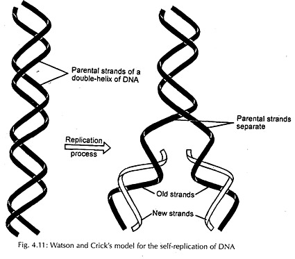 Watson and Crick's Model for the Self-Replication of DNA