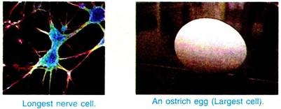 Longest nerve cell and an ostrich egg