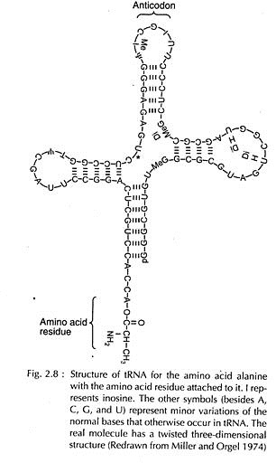 Structure of tRNA for the Amino Acid Alanine