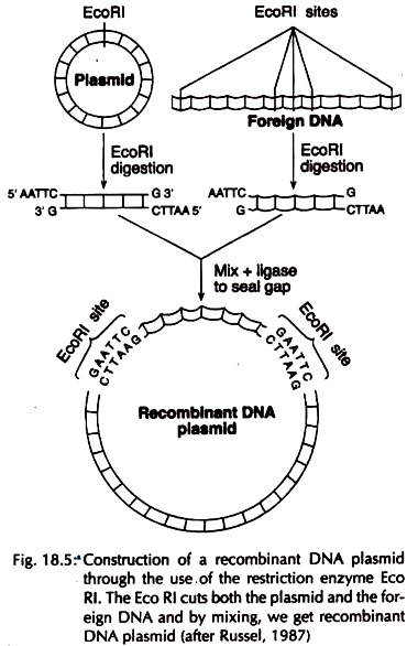 Construction of a Recombinant DNA Plasmid