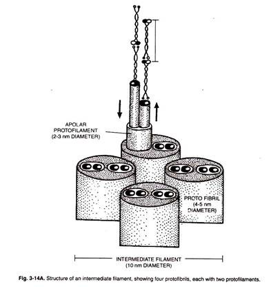 Structure of an Intermediate Filament