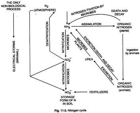 Nitrogen Cycle