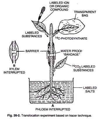 Translocation Experiment