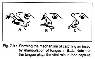 Catching an Insect by Manipulation Tongue in Bufo