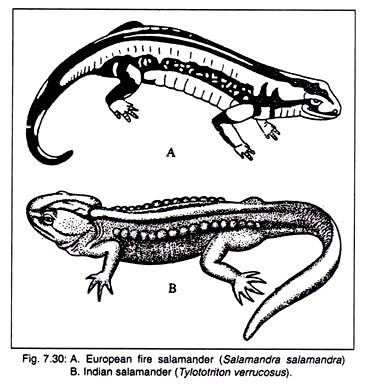 European Fire Salamander and Indian Salamander