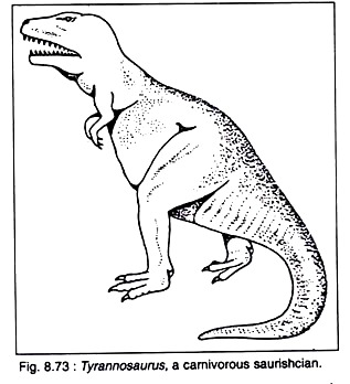 Tyrannosaurus, a Carnivorous Saurishcian