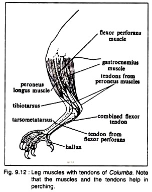 Leg Muscles with Tendons of Columba