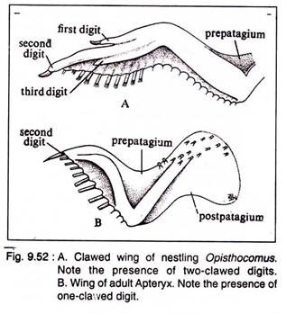 Clawed Wing of Nestling Opisthocomus